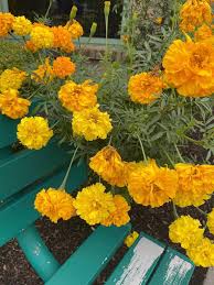 Finch Marigold Double Bloom Seeds for Garden and Container Planting
