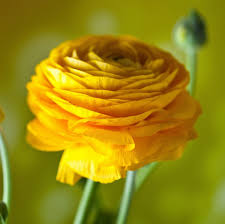 Ranunculus Seeds - Yellow