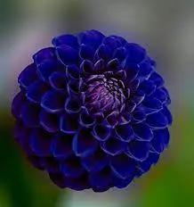 Blue Pompon Dahlia Flower Seeds for Planting - Heirloom and Non-GMO garden seeds Dhara Seeds