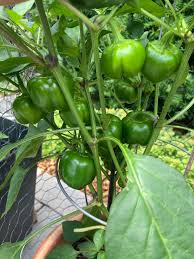 Chile Pepper Capsicum chinense Vegetable Seeds for Planting Naglah Brown in Home Garden