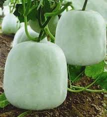 Ash Gourd-Ganges