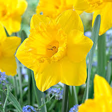 Jumbo Daffodil Bulbs (Trumpet) - Dutch Master