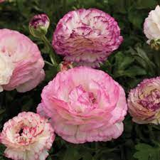 Ranunculus Seeds - Pink Renaissance Mix