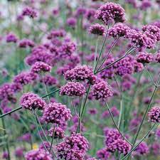 Purple Vervain Flower Seeds for Garden Planting – Heirloom, Non-GMO Pollinator-Friendly Blooms