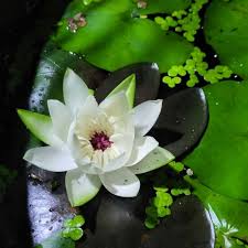 Nymphaea Peru Puerto Maldonado SP