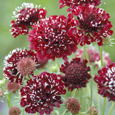 Sweet Scabious Fire King