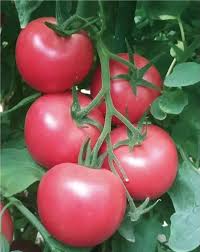 Tomato Seeds - Chef's Choice Pink F1