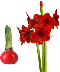 Amaryllis Seeds - Easy-Care Red Wax with Red Blooms