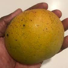 Fascell Mango (Mangifera indica)