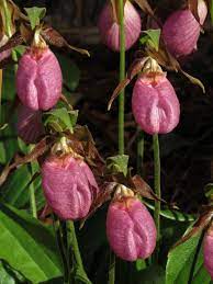 Pink Cypripedium Acaule Flower Seeds for Planting - NON GMO Seeds for planting in home garden