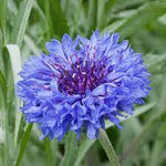Blue Cornflower Seeds for Planting - Heirloom and Non-GMO Garden Seeds, Beautiful Blooms - Cornflower for planting in home garden