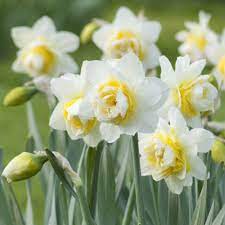 Daffodil Flower Seeds for Planting – White & Yellow Blooms, Heirloom, Non-GMO Seeds for planting in your garden.