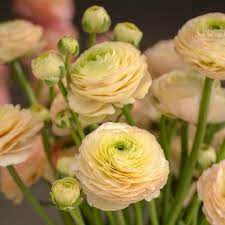 Friandine (Friandine scientific name) for planting in garden