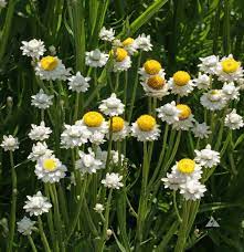 Winged Everlasting (Ammobium alatum) Flower Seeds for Planting – Papery Blooms for Dried Floral Use, Non-GMO Dhara Seeds