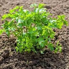 Parsley Plant Seeds for Planting Dhara Seeds
