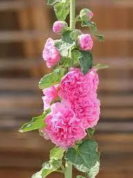 Baby Pink Hollyhock Flower Planting Seeds for Garden NON GMO Seeds Dhara Seeds