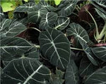 Black Caladium Flower Seeds for Planting -NON GMO Seeds Dhara Seeds