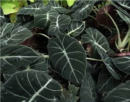 Black Caladium Flower Seeds for Planting -NON GMO Seeds Dhara Seeds