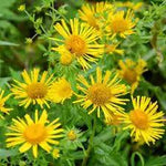 Enula Asteraceae Flower Seeds for Planting - NON GMO Seeds Dhara Seeds