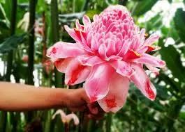 Pink Torch Ginger Flower Seeds for Planting - NON GMO Seeds Dhara Seeds