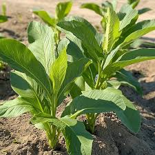 Egyptian Spinach Seeds