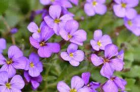 Aubretia Deltoides Plant Seeds for Planting - NON GMO Seeds Dhara Seeds