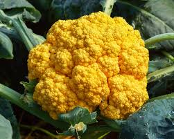 Flame Star Hybrid Cauliflower Seeds