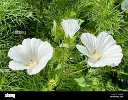 Malope White Seeds