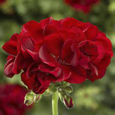 Deep Red Geranium Blooms Heirloom Non-GMO Seeds for Planting