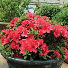 White and red Azalea seeds (Rhododendron spp.) for planting in home garden