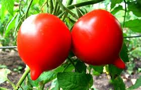 Tomato Kron Drucken Solanum lycopersicum vegetable seeds for planting in backyard gardening