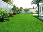 Lawn grass seeds for fresh green soft lawns and natural planting