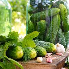 Cucumber Palchik Cucumis sativus vegetable seeds for planting in kitchen garden or vertical garden