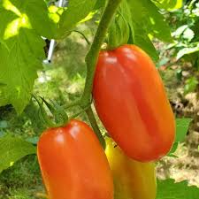 Tomato Solanum Lycopersicum Giant Big San Marzano Heirloom Vegetable Seeds for Planting – Perfect for Sauces and Fresh Eating
