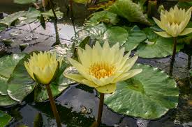 Carlas Sunshine (Tropical Water Lilly)