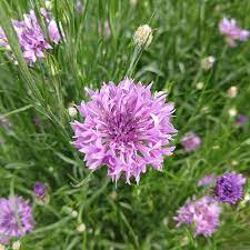 Purple Centaurea Flower Seeds for Planting, 100