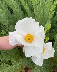 Romneya Coulteri Flower Seeds for Planting