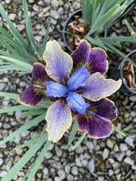 Siberian Iris Roots - Black Joker