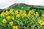 heirloom-non-gmo-viguiera-multiflora-goldeneeye-seeds

