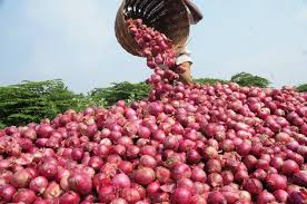 Onion Seeds (Short Day) - Red Creole