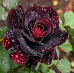 Black rose – Rosa spp. – rare flower seed