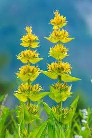 Yellow Gentian Flower Seeds for Planting - NON GMO Seeds Dhara Seeds