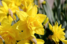 Narcissus Golden Ducat Daffodil Seeds