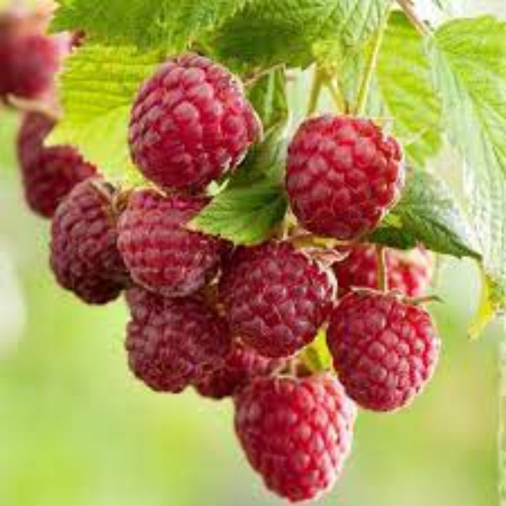 Rove Raspberry Seeds Seeds Fruit Seeds Bulk Seeds – Heirloom, Non-GMO, High Germination Organic Garden Seeds