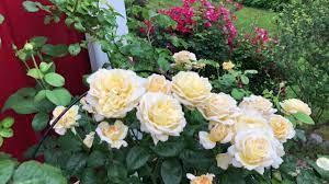 Moonlight Rose Plant Seeds for Planting Non-GMO Heirloom Garden Seeds Perfect for Growing in Any Garden