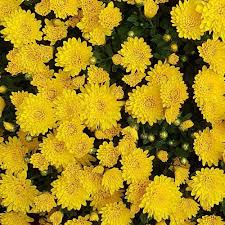 Chrysanthemum Perennial Flower Seeds for Planting for Flower Bed and Home Garden