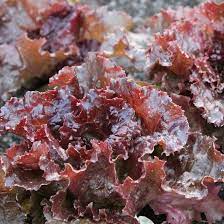 Bronze Leaf Lettuce Seeds, Easy to Grow,