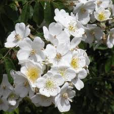 Himalayan Musk Rose Rosa brunonii Seeds for Planting in Garden & Flower Bedhttps://www.rhs.org.uk/plants/16014/rosa-brunonii-%28ra%29/details
