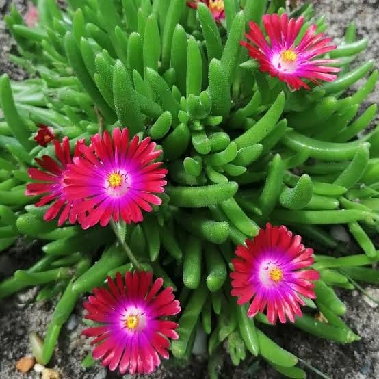 Dorotheanthus Bellidiformis Ice Plant Flower Seeds for Planting – Home & Ground Cover Gardens
