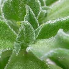 Crystal Iceplant Mesembryanthemum crystallinum seeds for planting